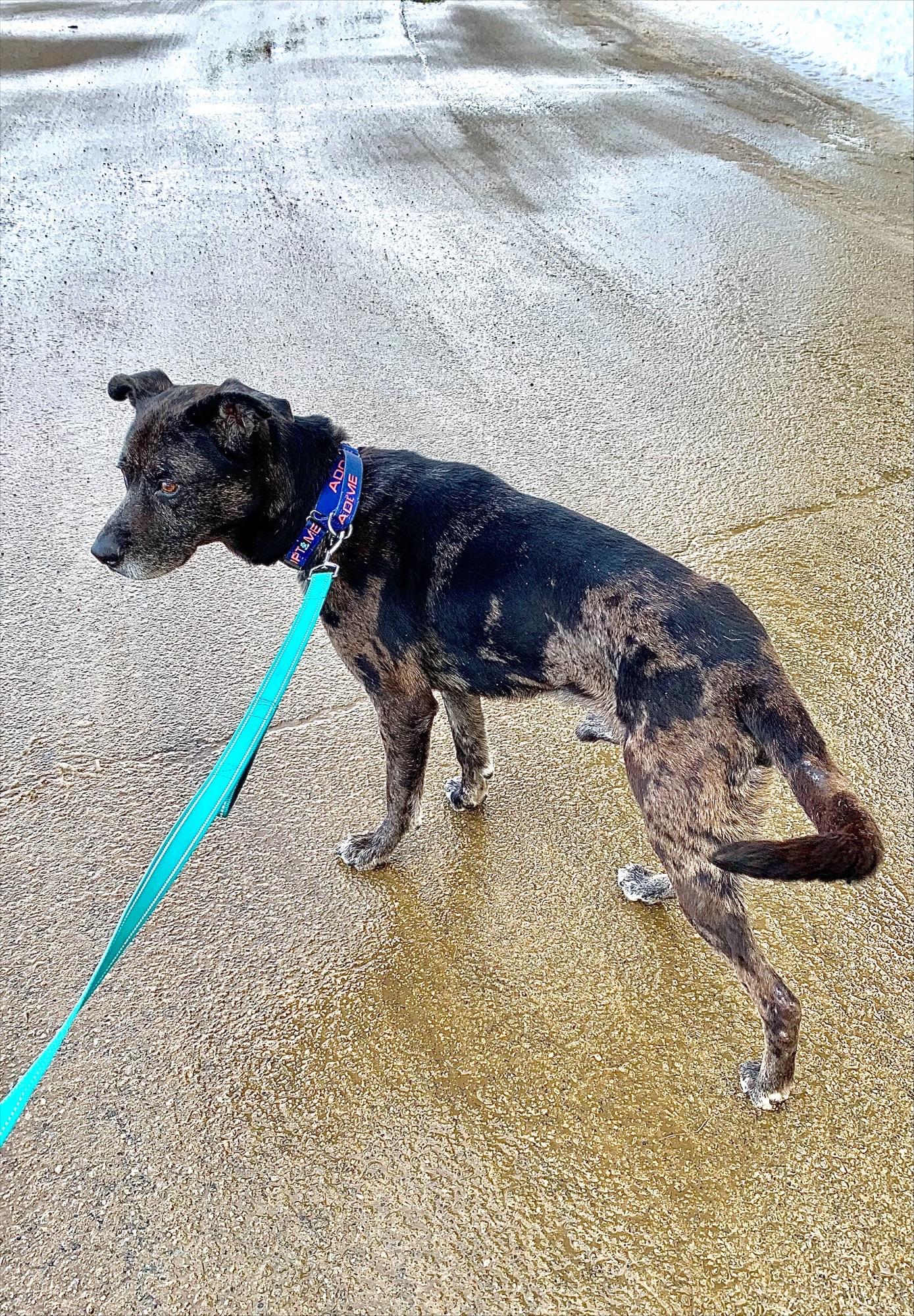 Enlarge Kent - NH, a ADOPTABLE mixed breed in Somersworth, NH image 3/6