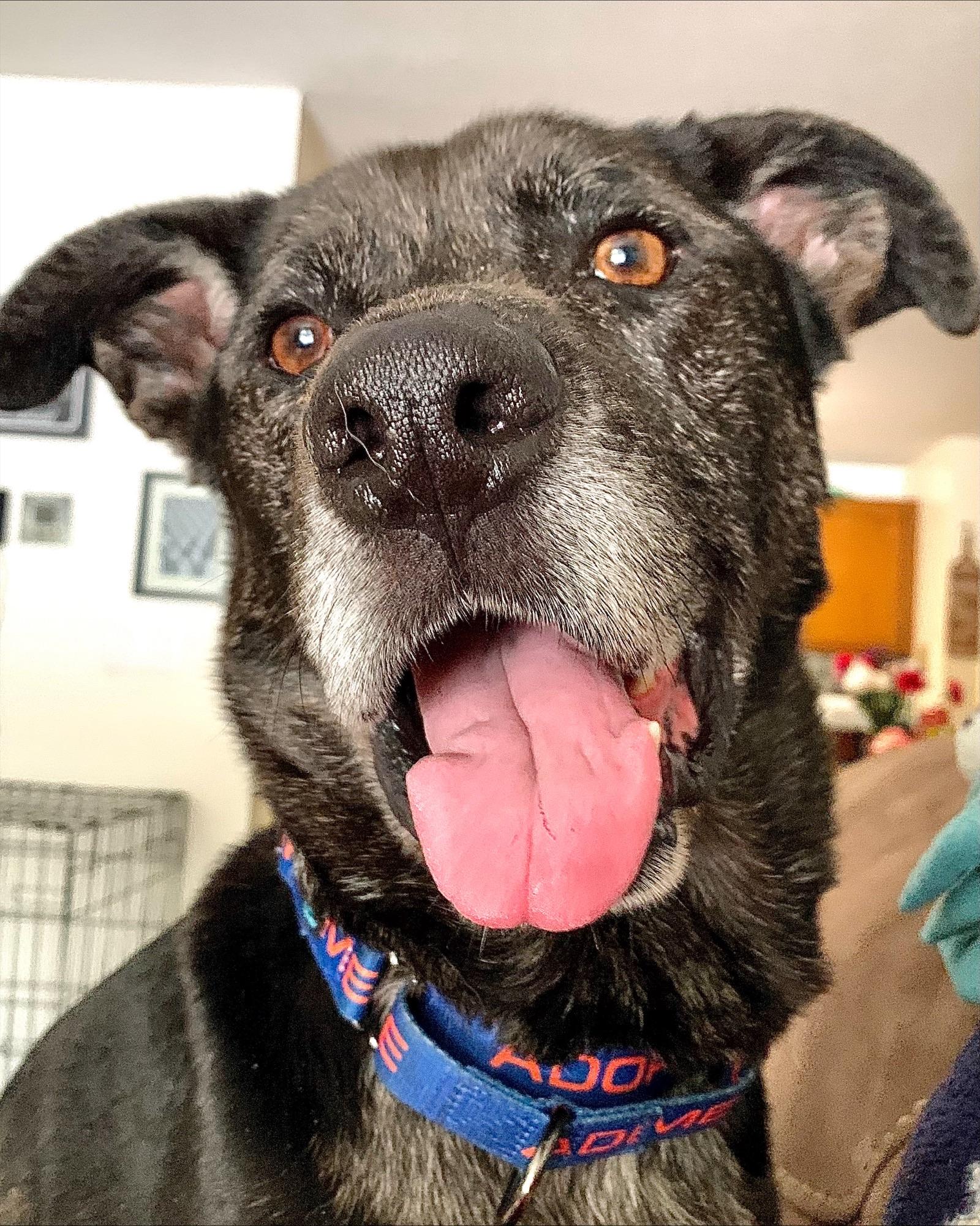 Enlarge Kent - NH, a ADOPTABLE mixed breed in Somersworth, NH image 6/6