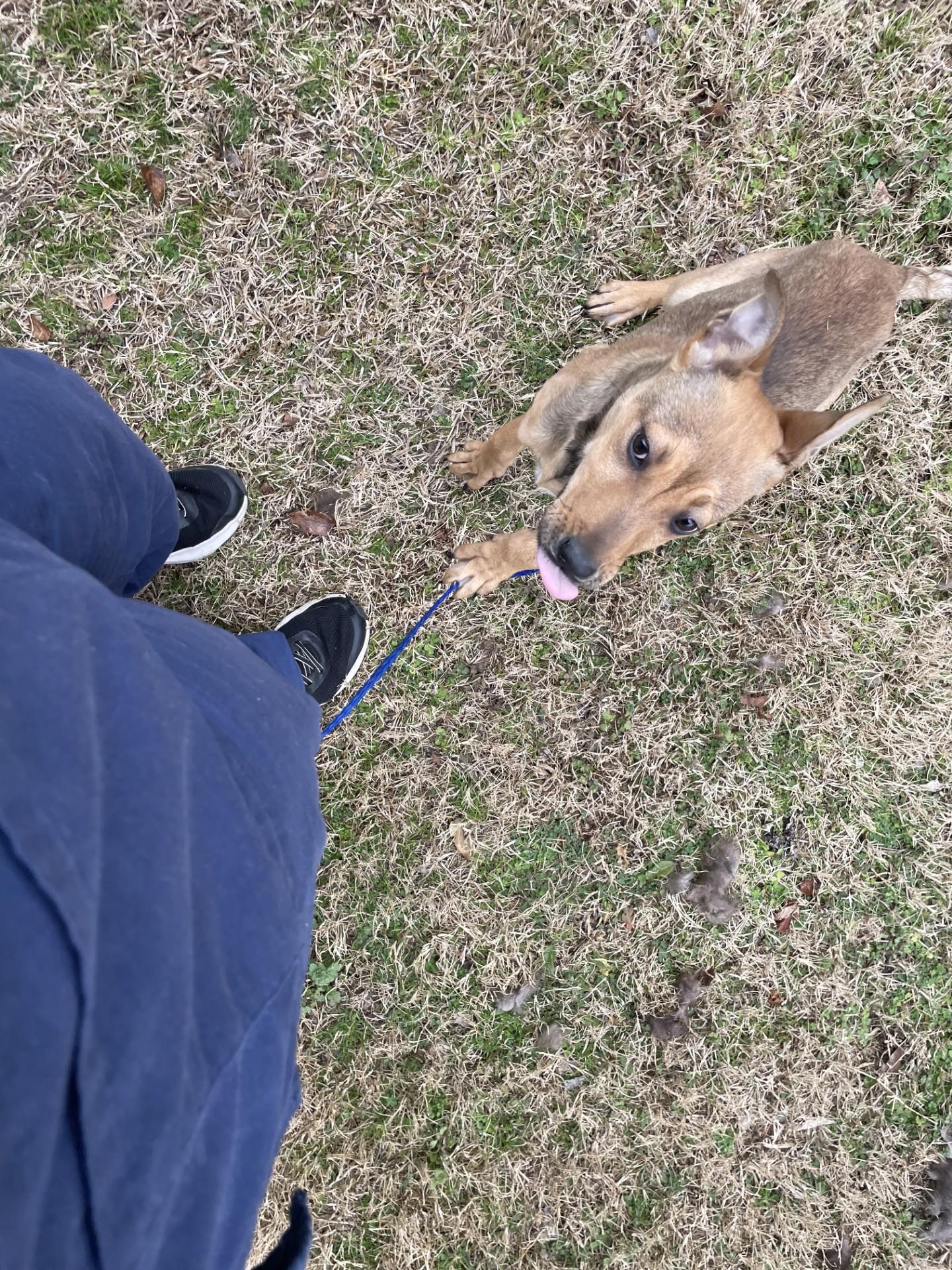 Enlarge Honey11950 (RESCUED), a ADOPTABLE mixed breed in Rocky Mount, NC image 2/3