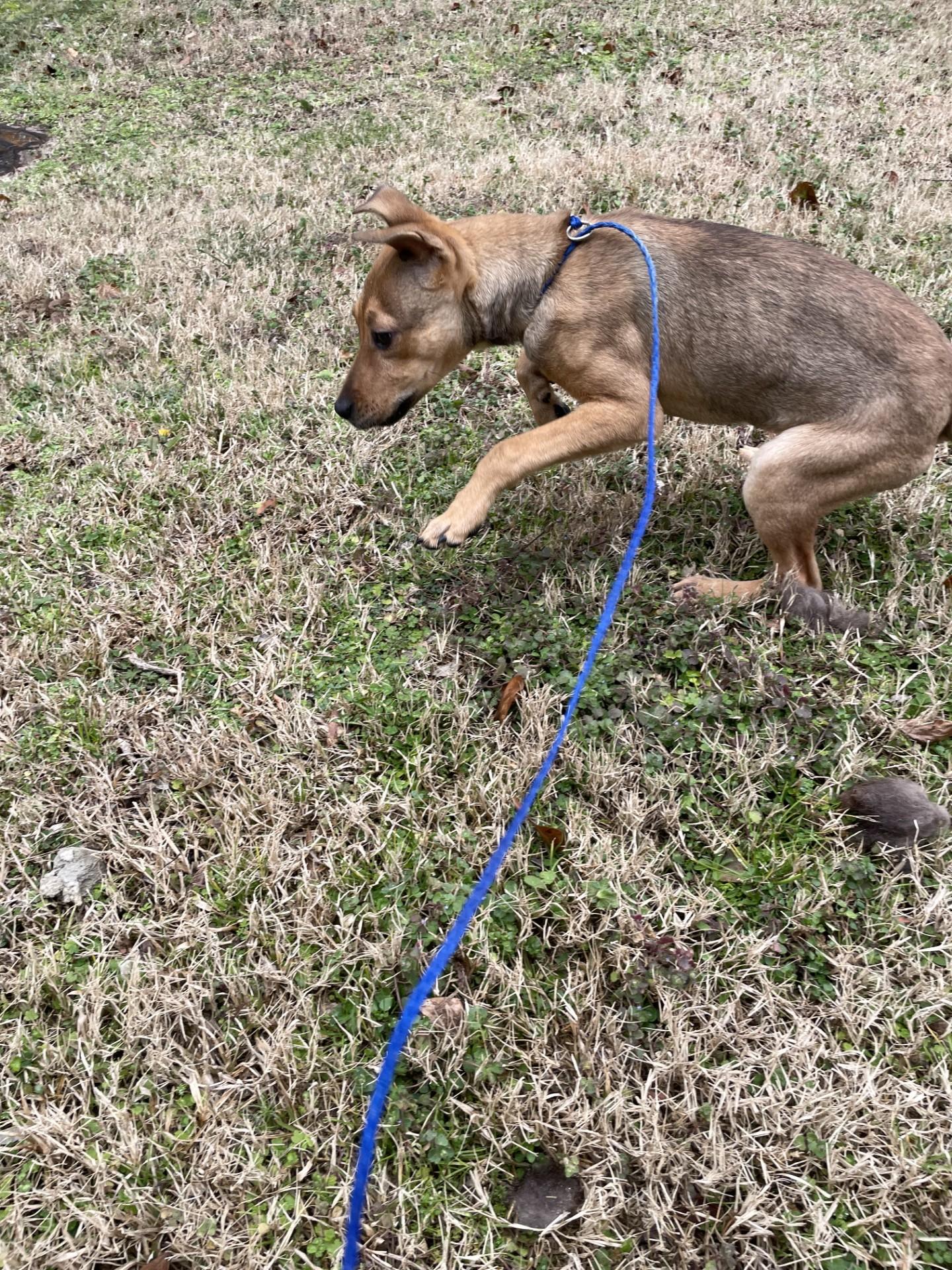 Enlarge Honey11950 (RESCUED), a ADOPTABLE mixed breed in Rocky Mount, NC image 3/3