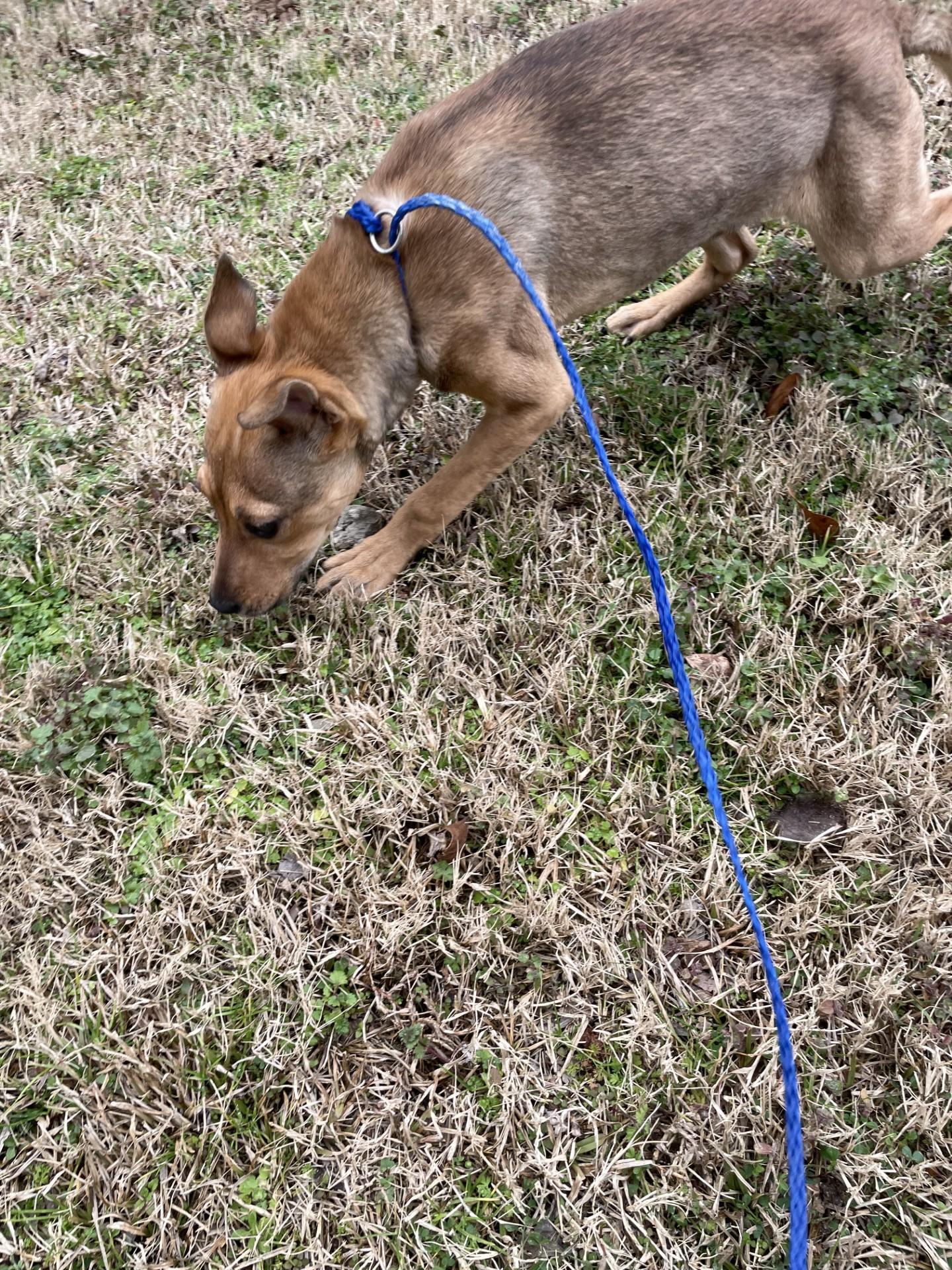 Honey11950 (RESCUED), ADOPTABLE, Young Female Shepherd.