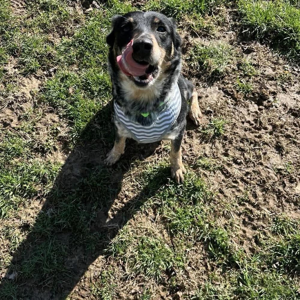 Nevah, a Adopted mixed breed in Osgood, IN image 2/4