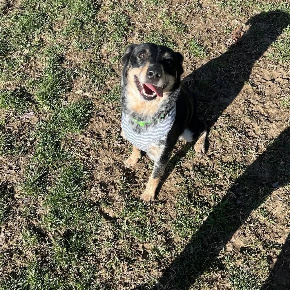 Nevah, a Adopted mixed breed in Osgood, IN image 3/4