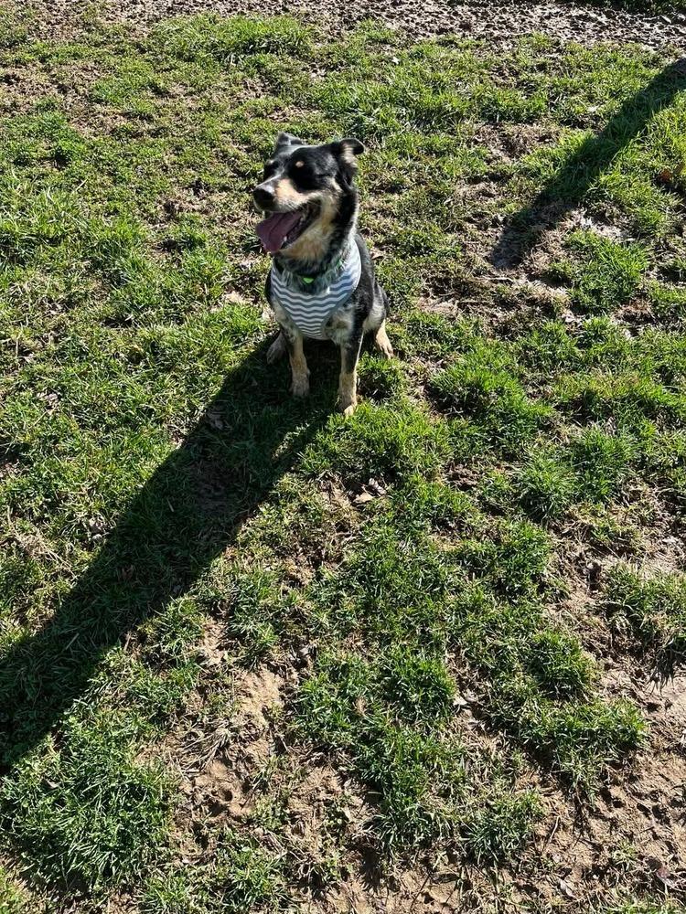 Nevah, a Adopted mixed breed in Osgood, IN image 4/4