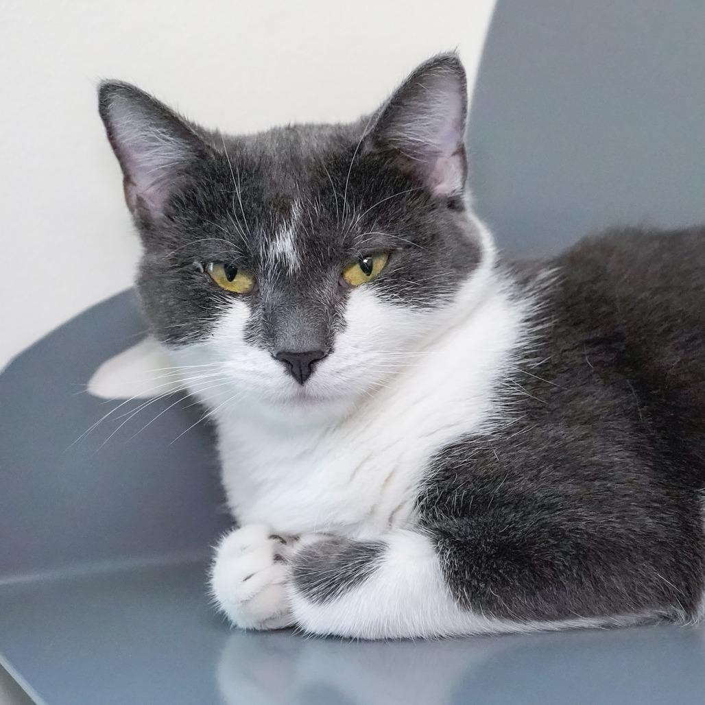 Pammie, a Adoptable Domestic Short Hair in Thomaston, ME image 1/2