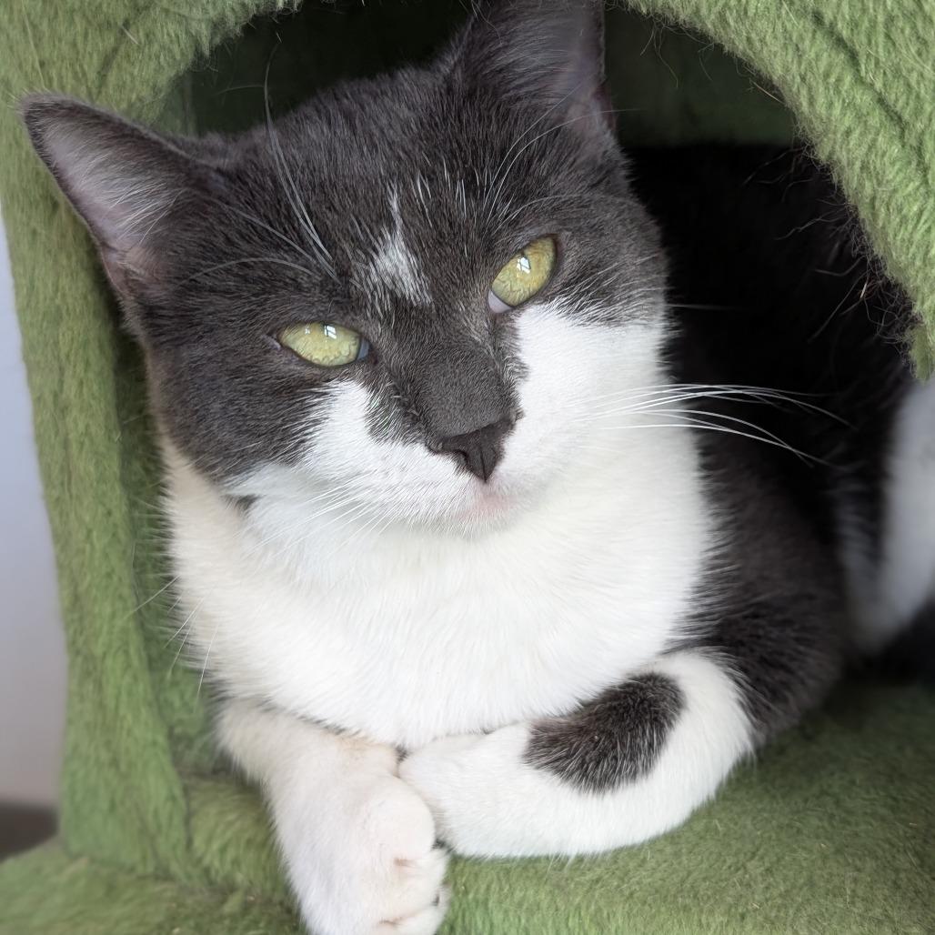 Pammie, a Adoptable Domestic Short Hair in Thomaston, ME image 2/2