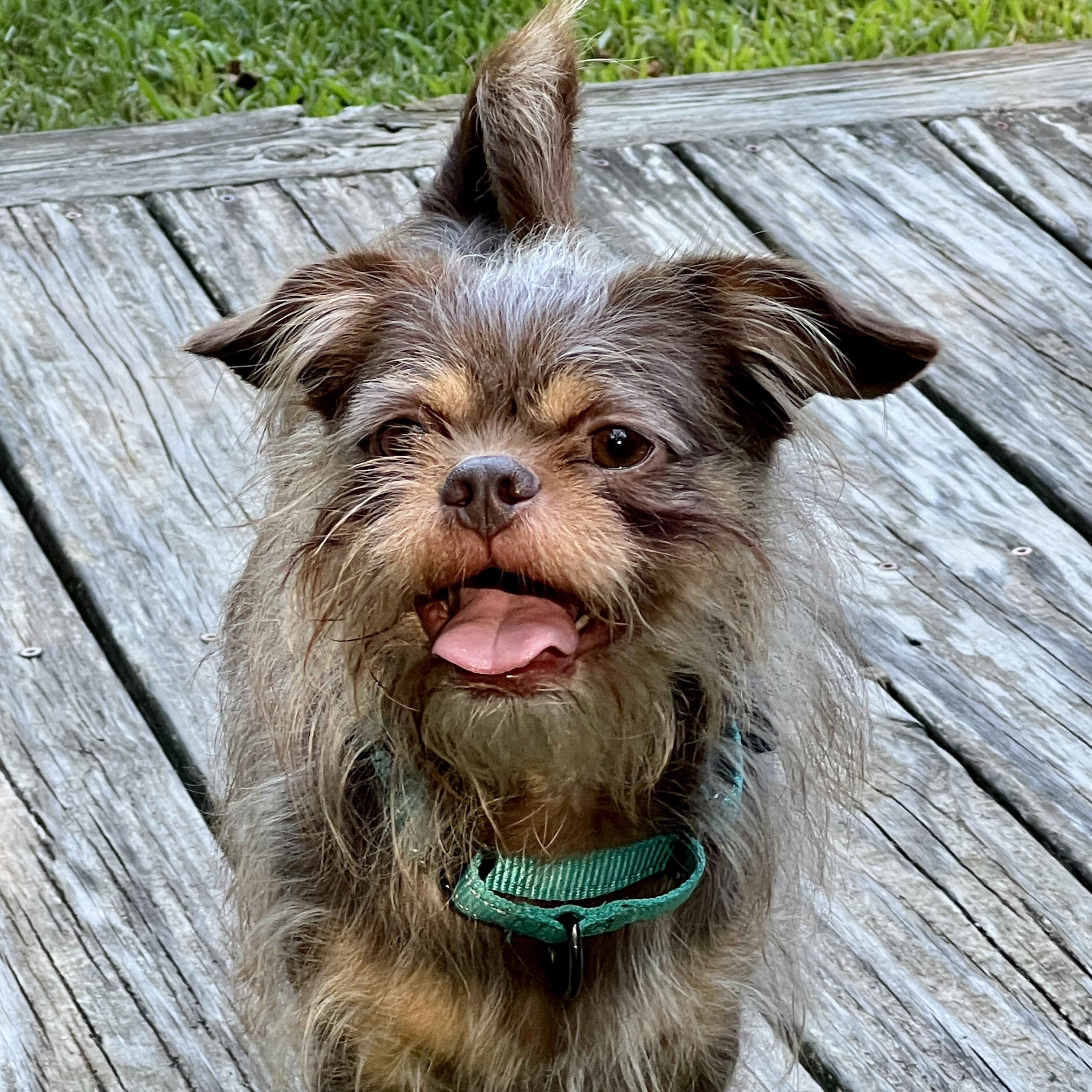 Harry, ADOPTABLE, Adult Male Yorkshire Terrier & Shih Tzu.