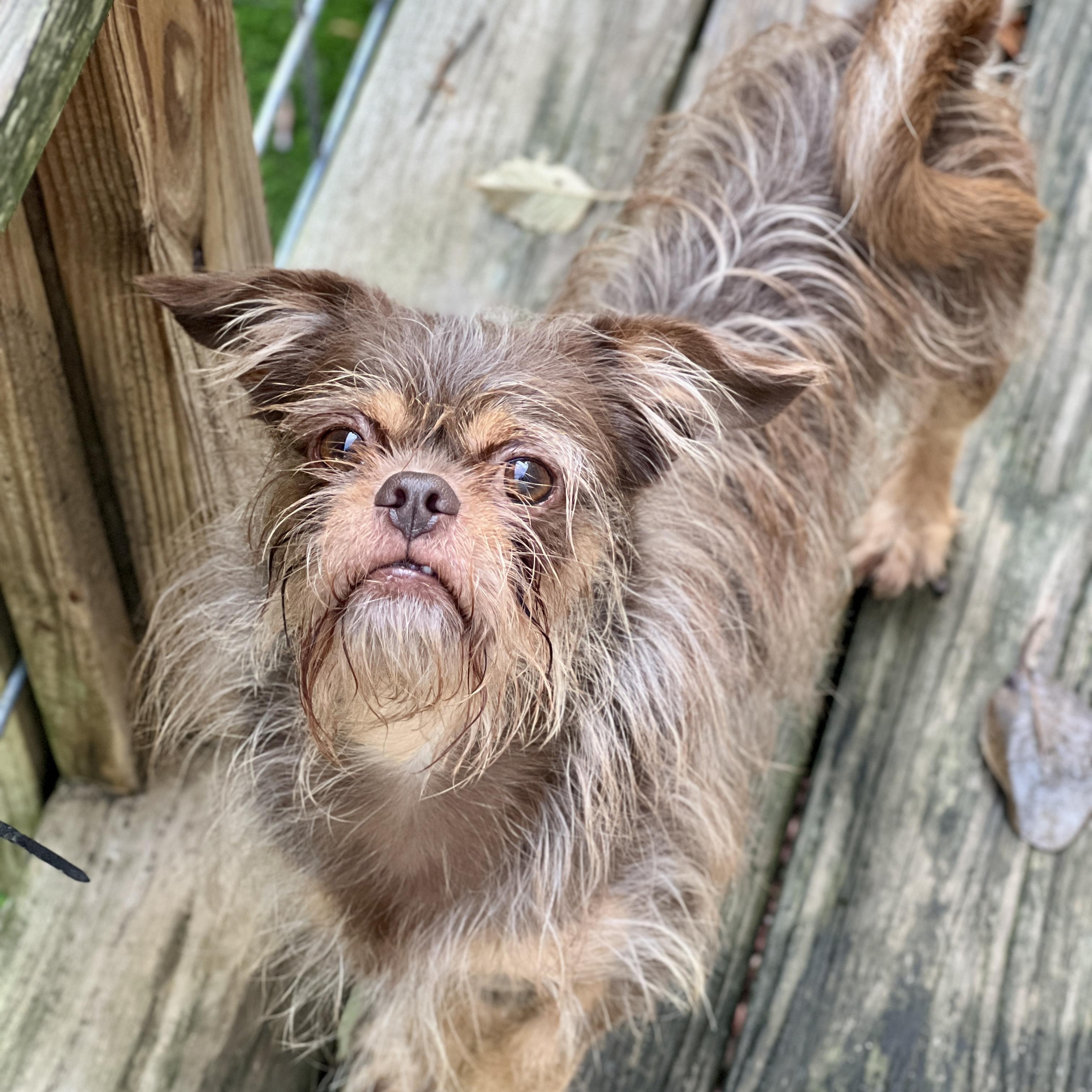 Harry, a ADOPTABLE mixed breed in High Point, NC image 2/6