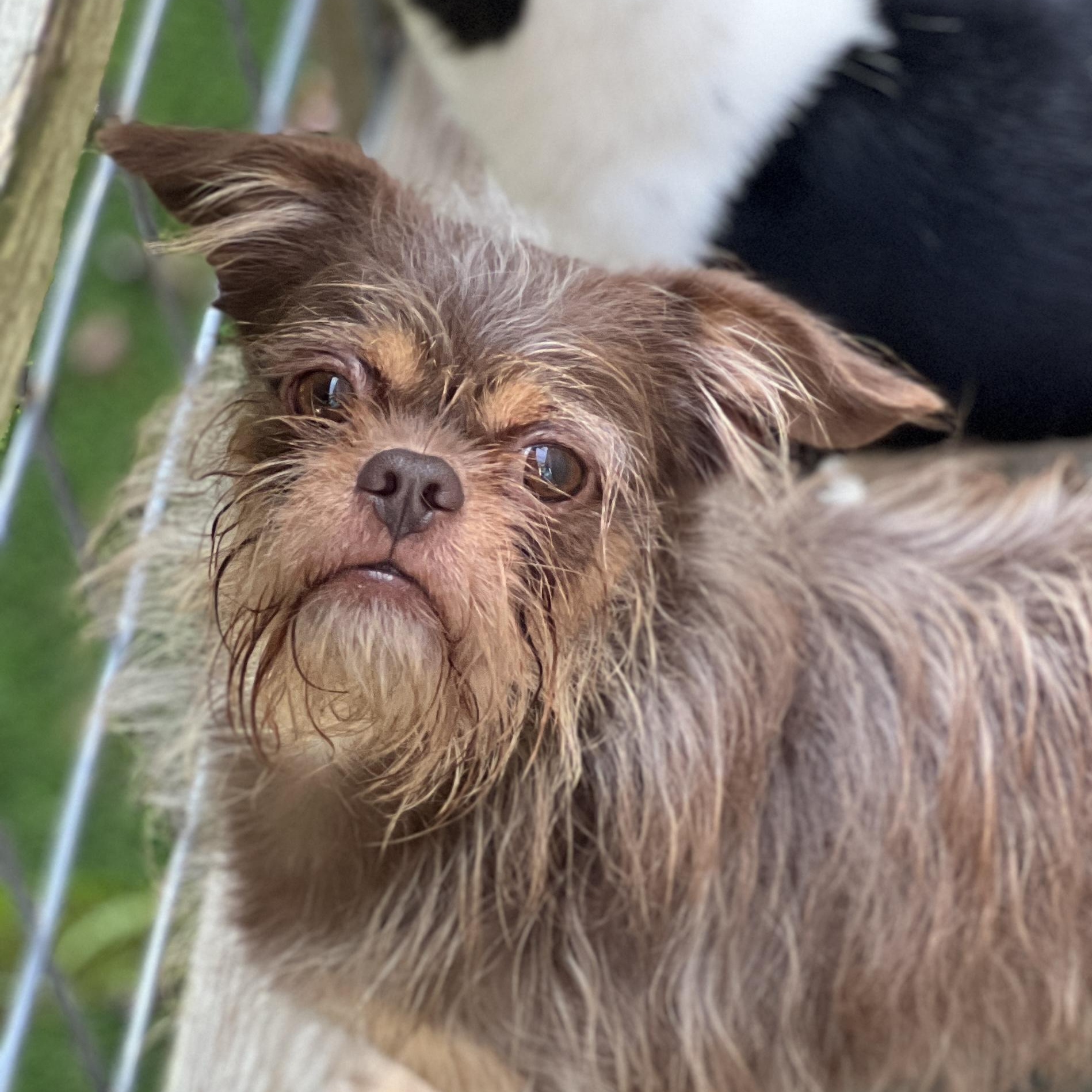 Harry, a ADOPTABLE mixed breed in High Point, NC image 4/6