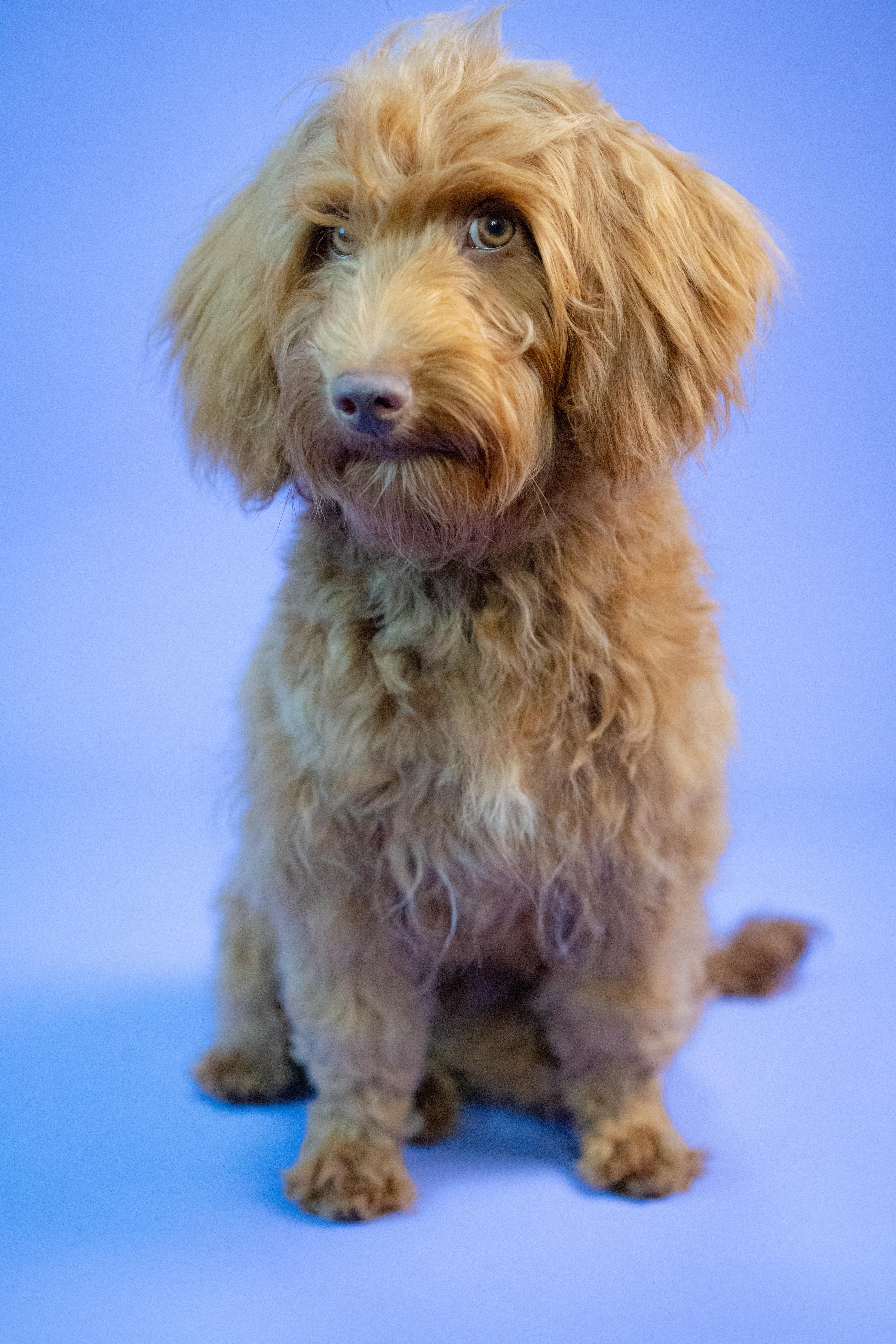 Milo, ADOPTABLE, Puppy Male Labradoodle.