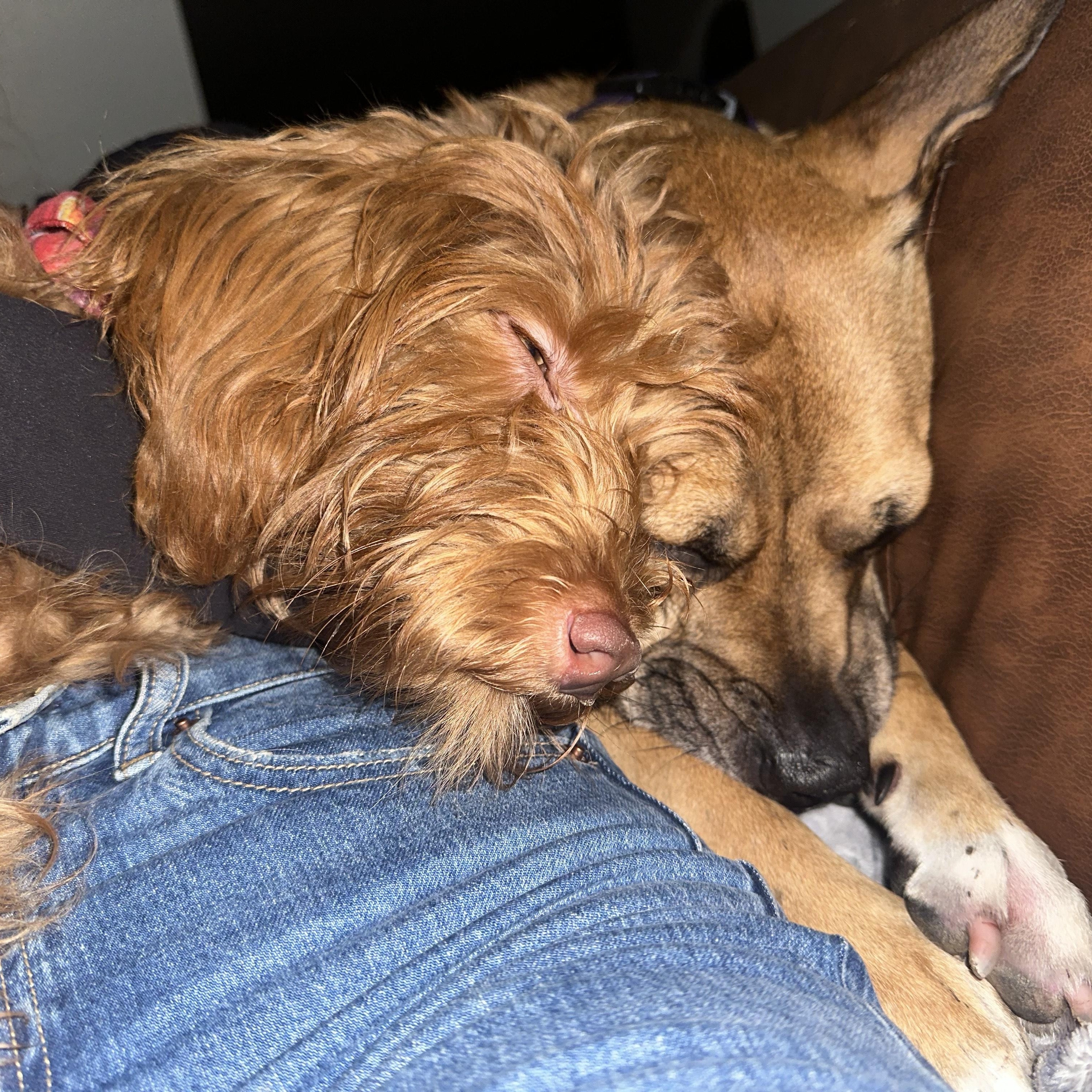 Milo, a ADOPTABLE Goldendoodle in Miramar, FL image 4/4