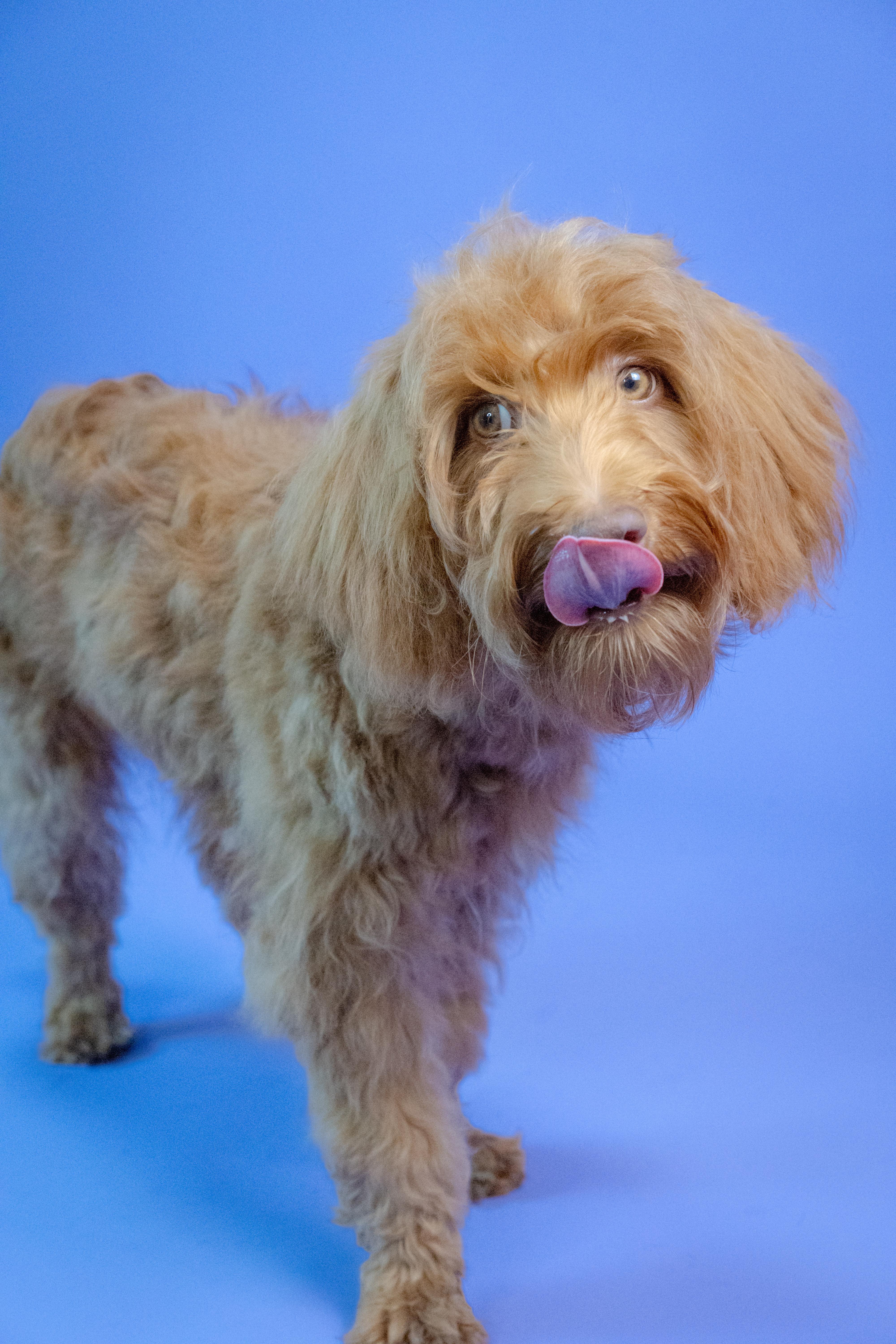 Milo, a ADOPTABLE Goldendoodle in Miramar, FL image 3/4
