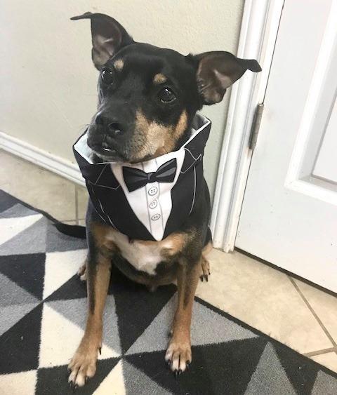 Roscoe, a Adoptable mixed breed in Dallas, TX image 1/13