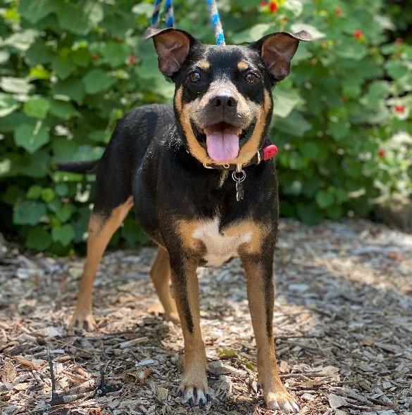 Roscoe, a Adoptable Miniature Pinscher in Dallas, TX image 2/3