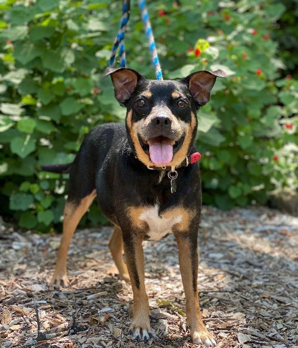 Enlarge Roscoe, a Adoptable mixed breed in Dallas, TX image 10/13