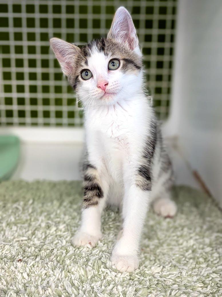 Oreo, adopted, Kitten Male Domestic Short Hair & Tiger.