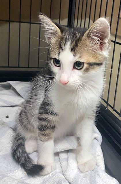 Enlarge Oreo, a ADOPTABLE mixed breed in Lake Monroe, FL image 2/2