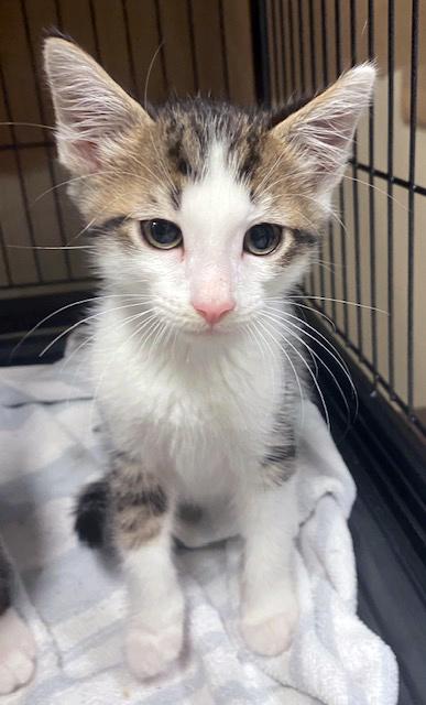 Oreo, ADOPTABLE, Kitten Male Domestic Short Hair & Tiger.