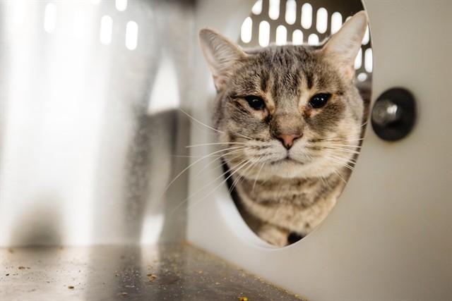 Enlarge DASHER, a Adoptable Domestic Short Hair in Orlando, FL image 1/1