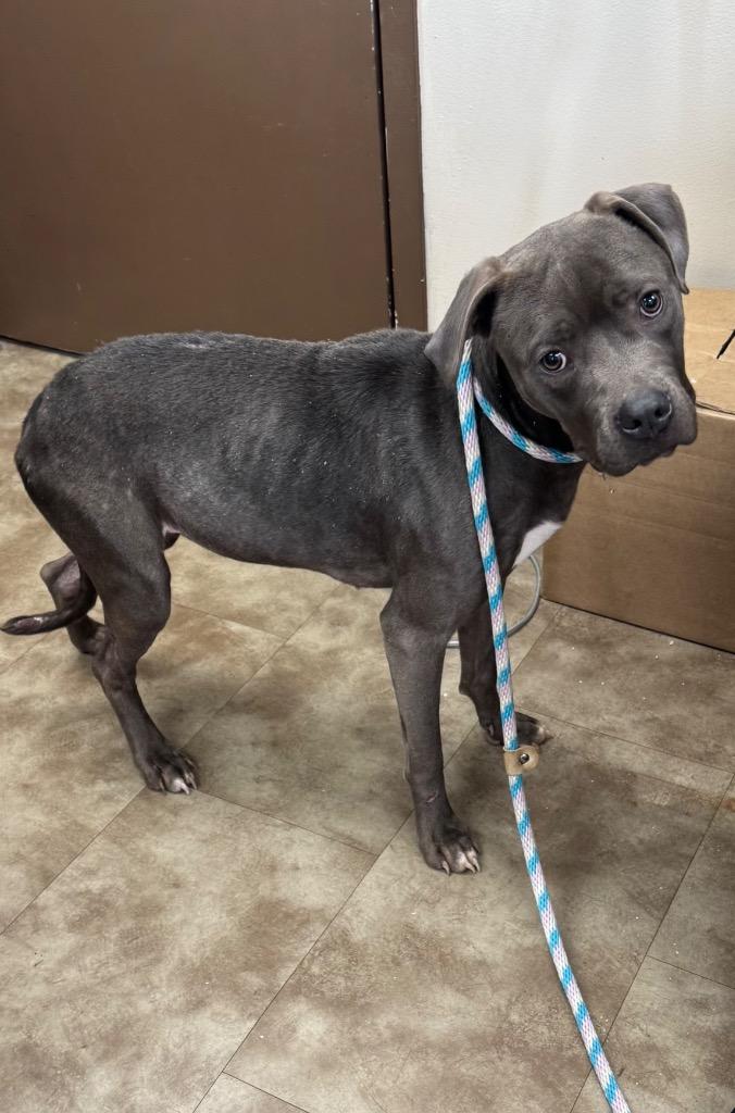 Jess, Adoptable, Young Female Mixed Breed.