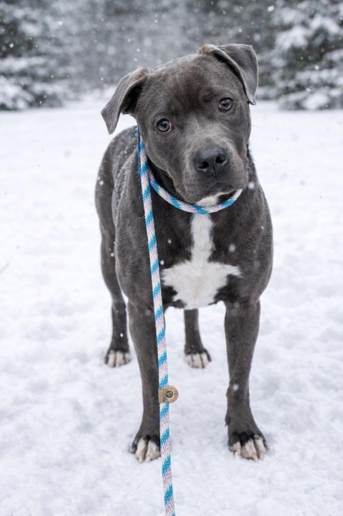 Jess, a Adoptable mixed breed in Springfield, OH image 2/2