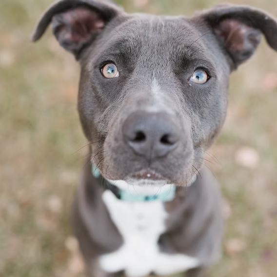 Pickles, a ADOPTABLE mixed breed in Ayden, NC image 1/3