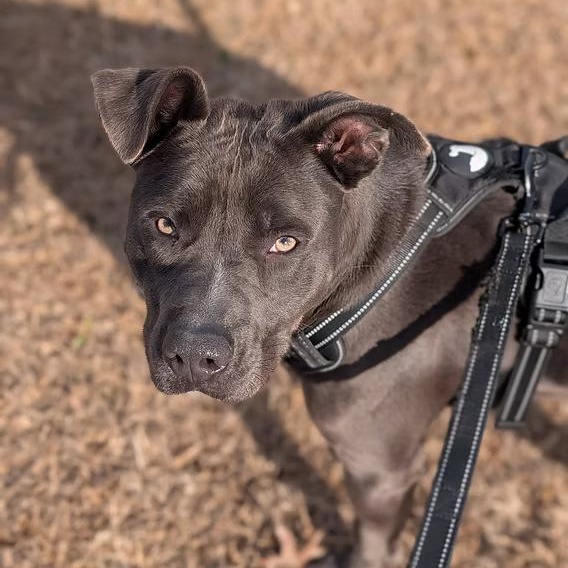 Pickles, a ADOPTABLE mixed breed in Ayden, NC image 3/3