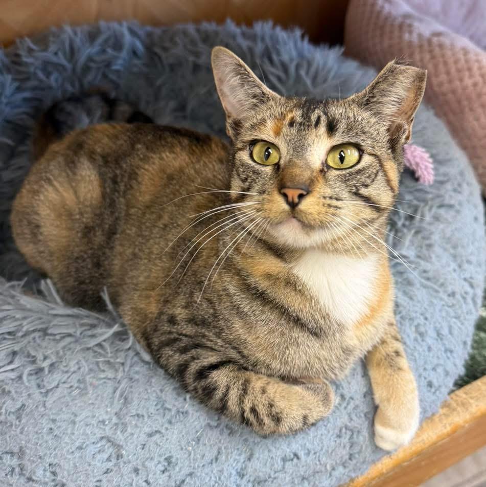 Enlarge Felicity, a Adoptable Torbie in Howes Cave, NY image 1/3