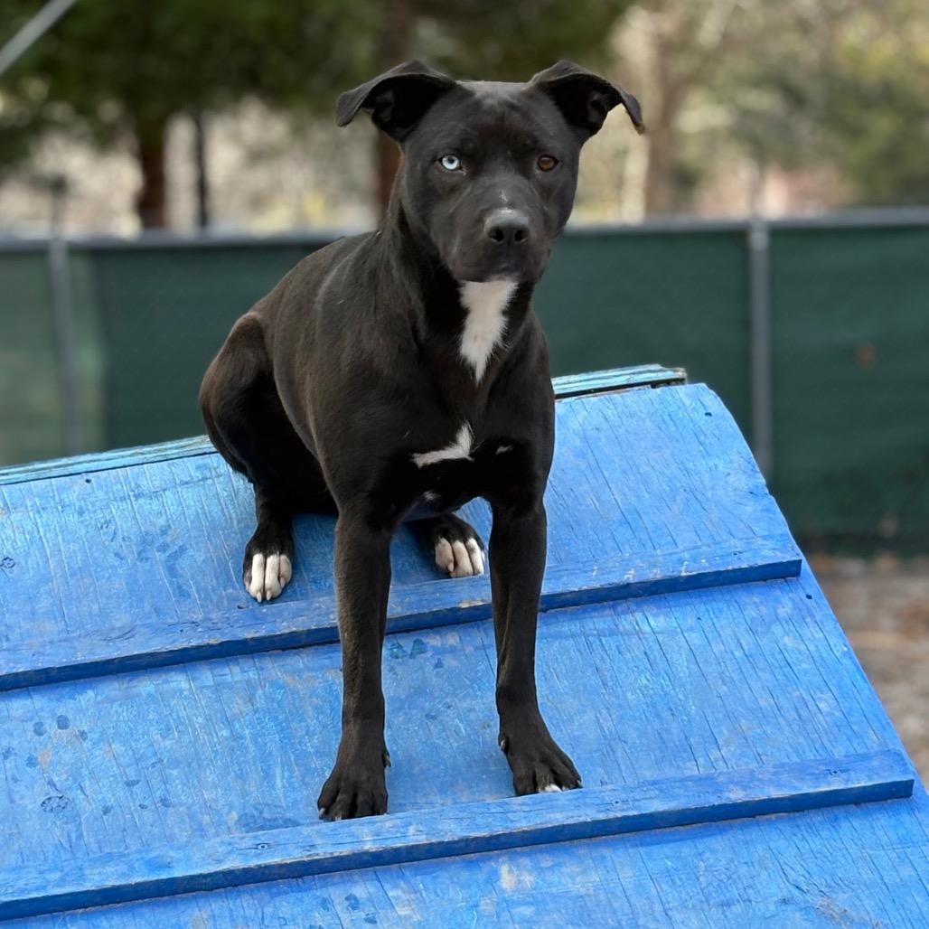 Mora, Adoptable, Adult Female Pit Bull Terrier & Mixed Breed.
