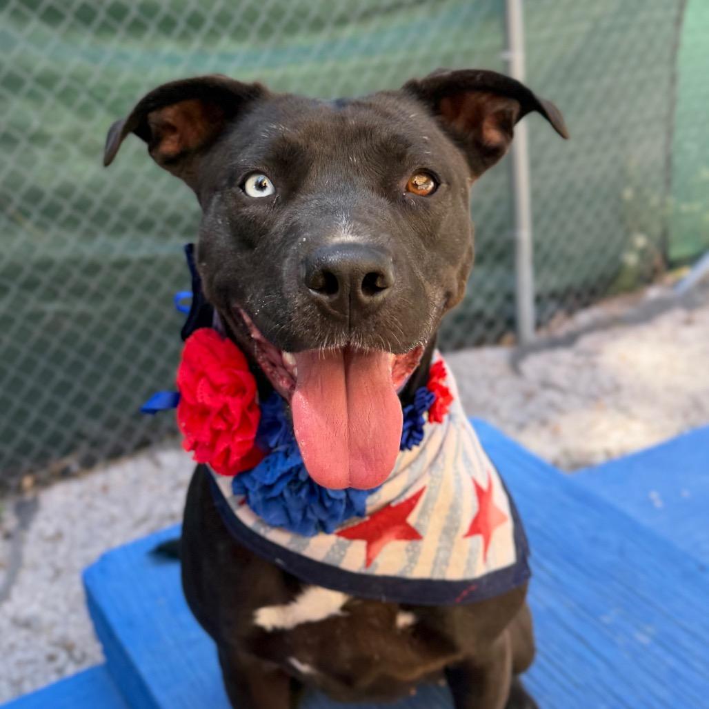 Enlarge Mora, a Adoptable mixed breed in Mount Shasta, CA image 2/6