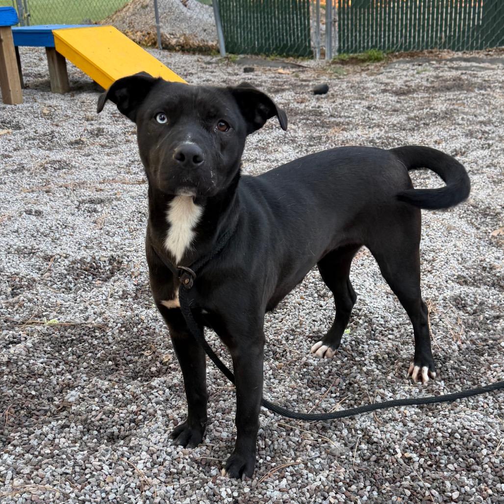 Mora, a Adoptable mixed breed in Mount Shasta, CA image 5/6