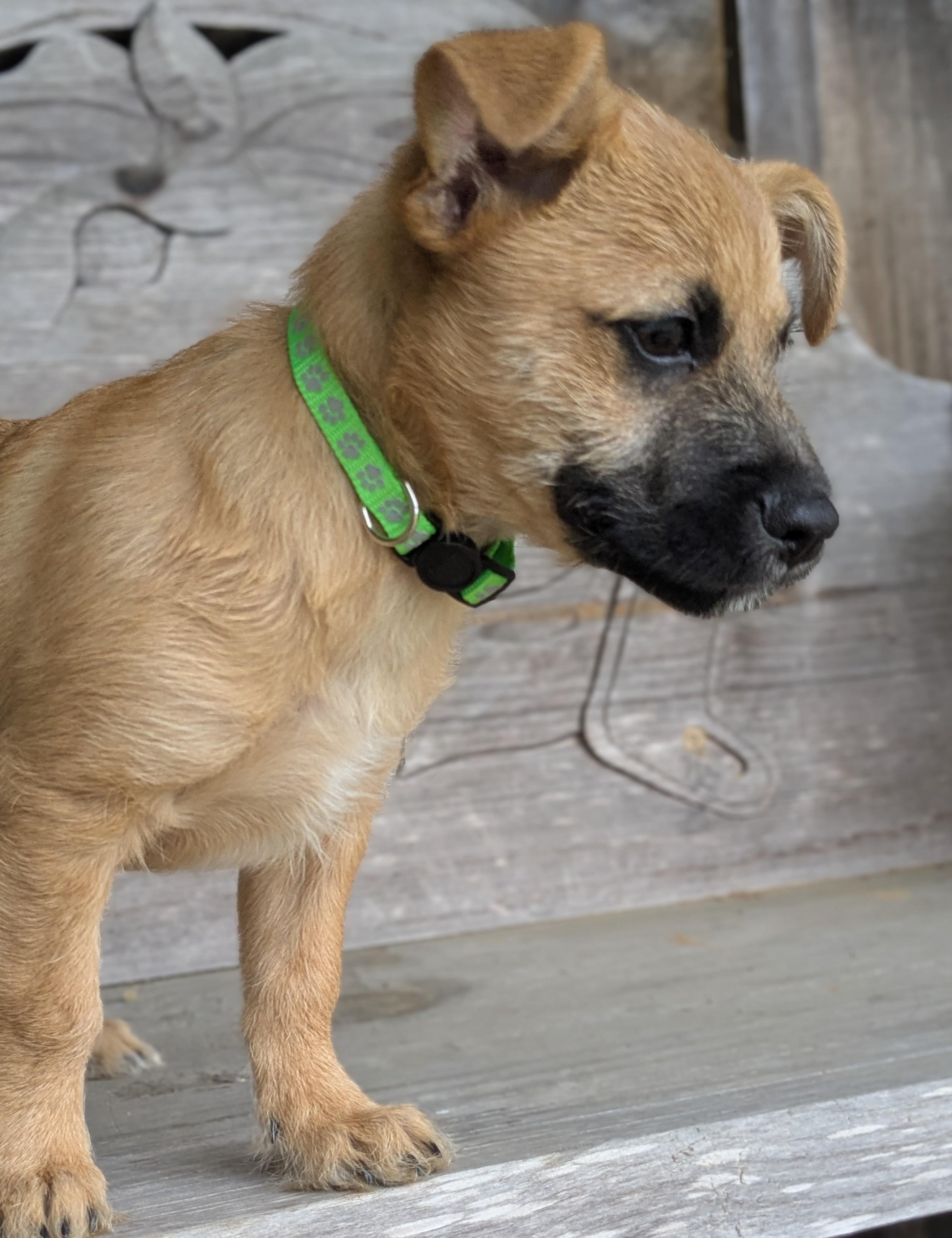 Lightning McQueen, Adopted, Young Male Miniature Poodle & Chihuahua.