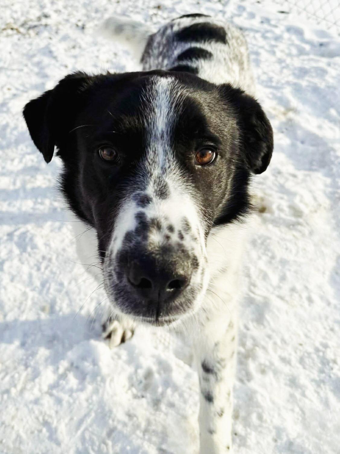 Enlarge Patriot, an adoptable mixed breed in Edmonton, AB image 2/4