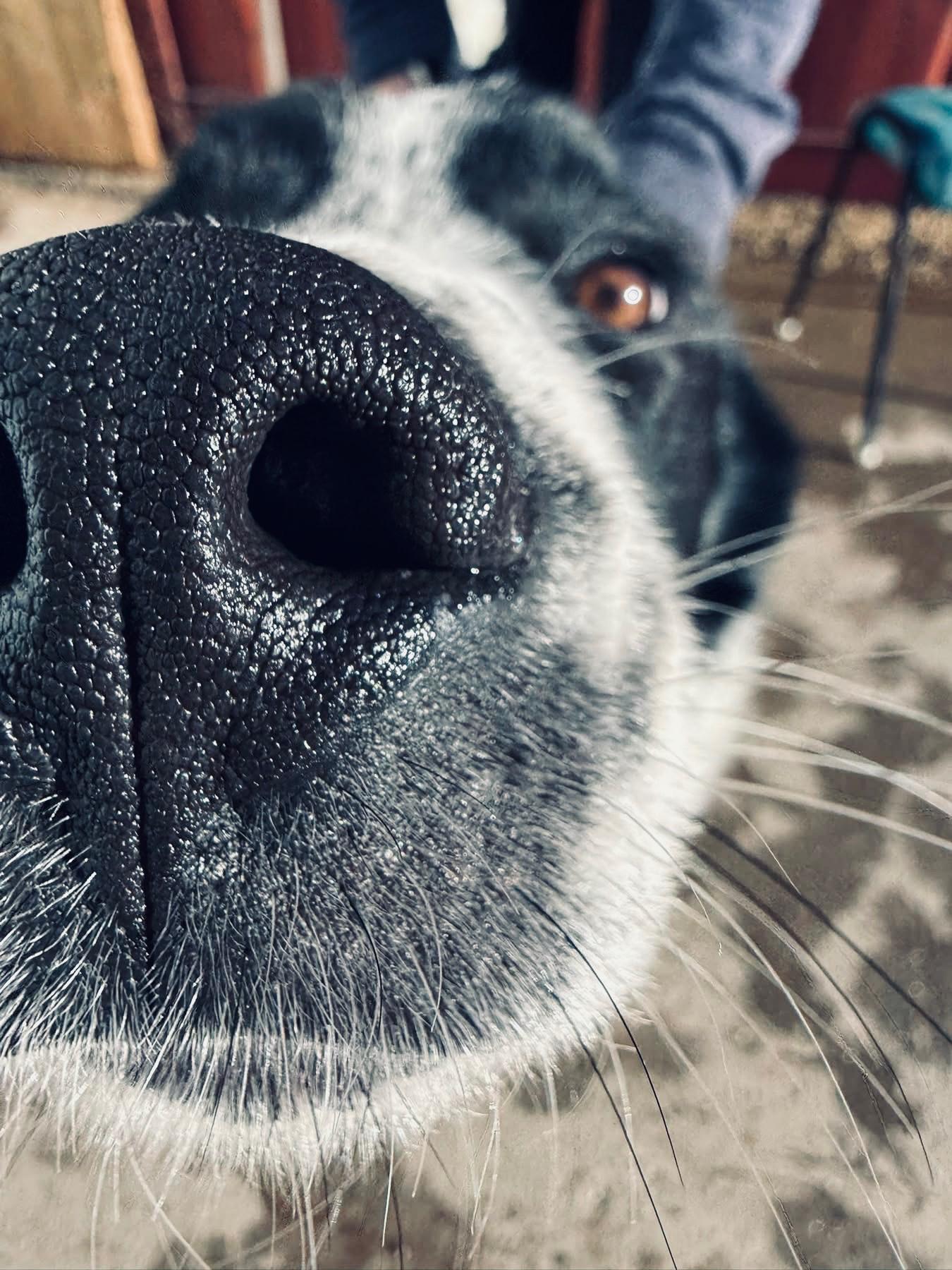 Enlarge Patriot, an adoptable mixed breed in Edmonton, AB image 4/4