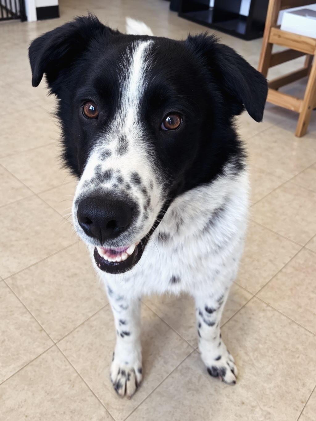 Patriot, adoptable, Young Male Collie.