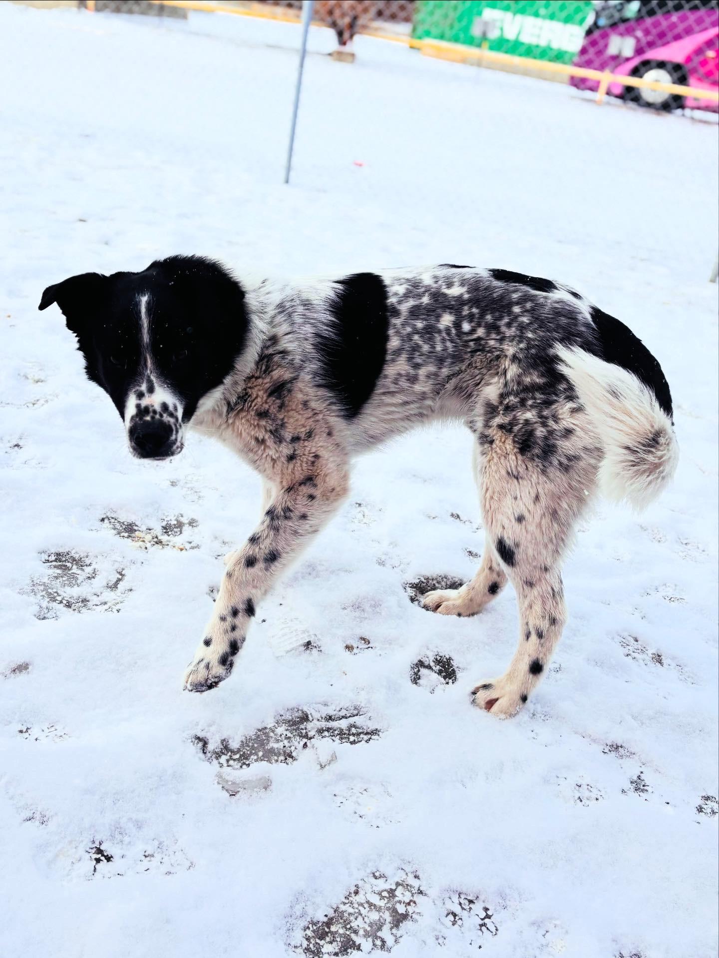Enlarge Patriot, an adoptable mixed breed in Edmonton, AB image 3/4