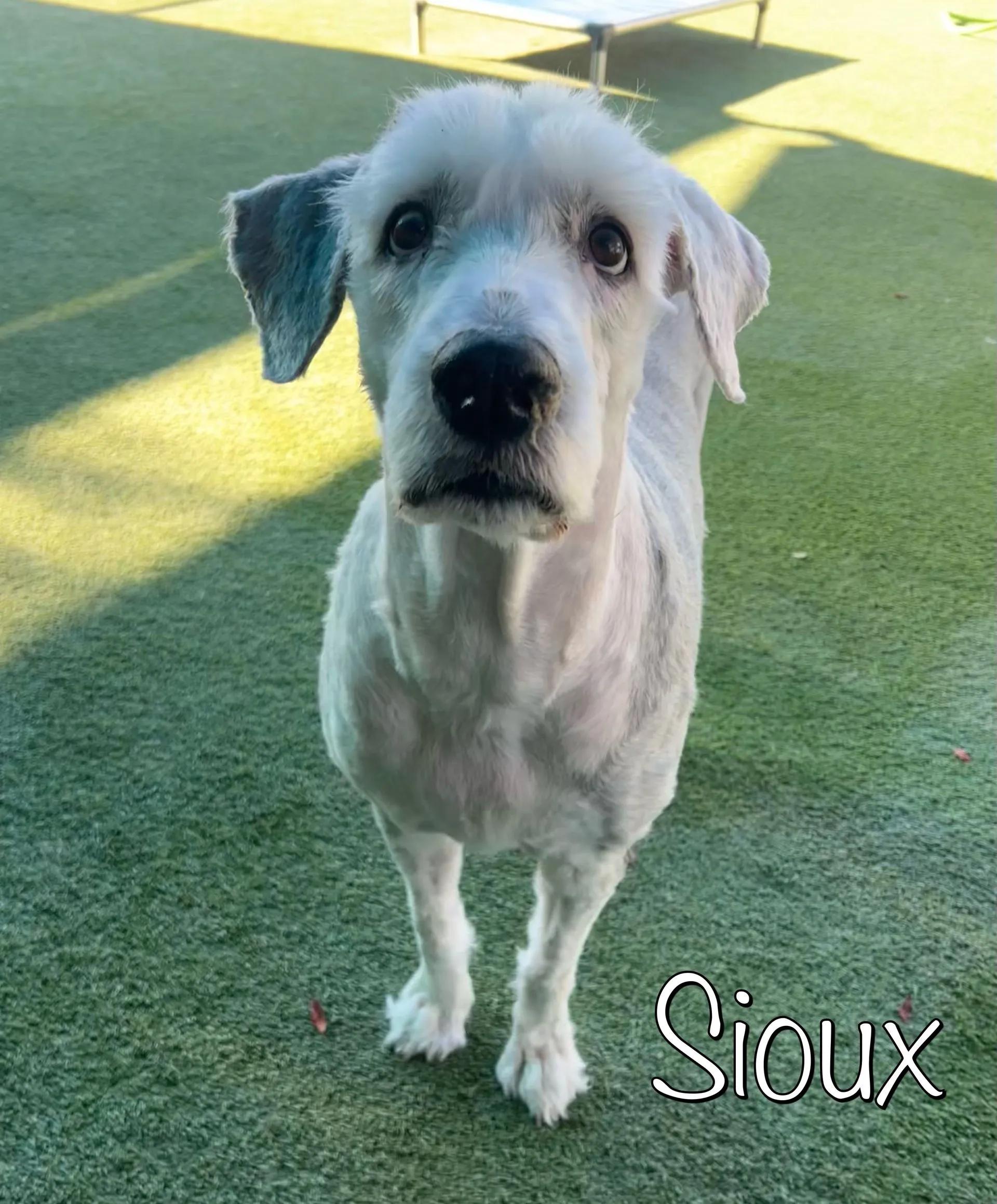 Enlarge Souix & Yuki, a ADOPTABLE Old English Sheepdog in Yukon, OK image 4/5