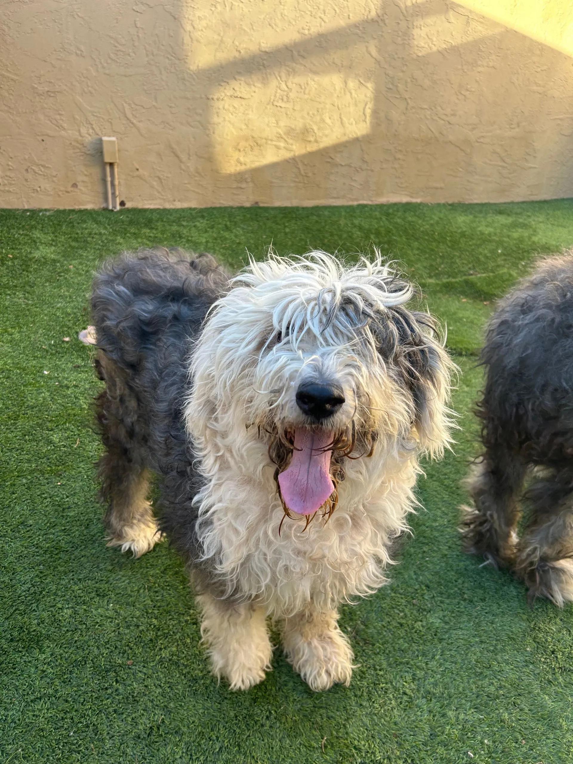 Enlarge Souix & Yuki, a ADOPTABLE Old English Sheepdog in Yukon, OK image 5/5