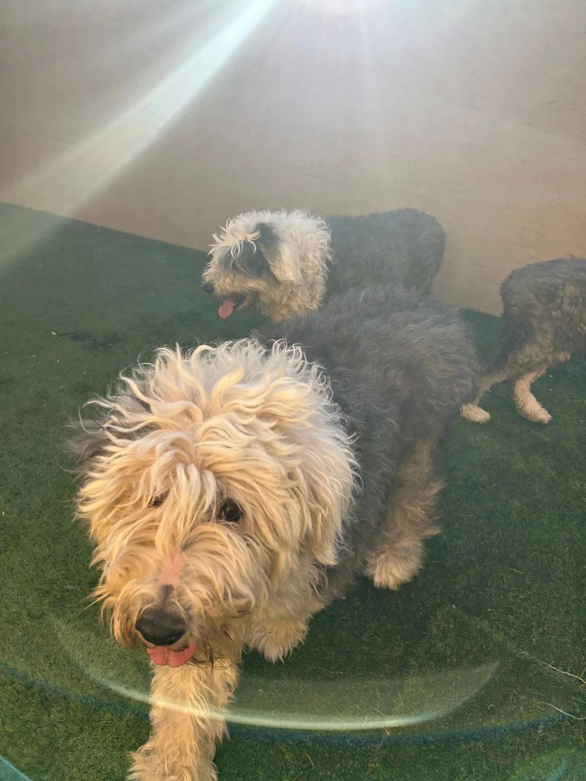 Enlarge Souix & Yuki, a ADOPTABLE Old English Sheepdog in Yukon, OK image 2/5