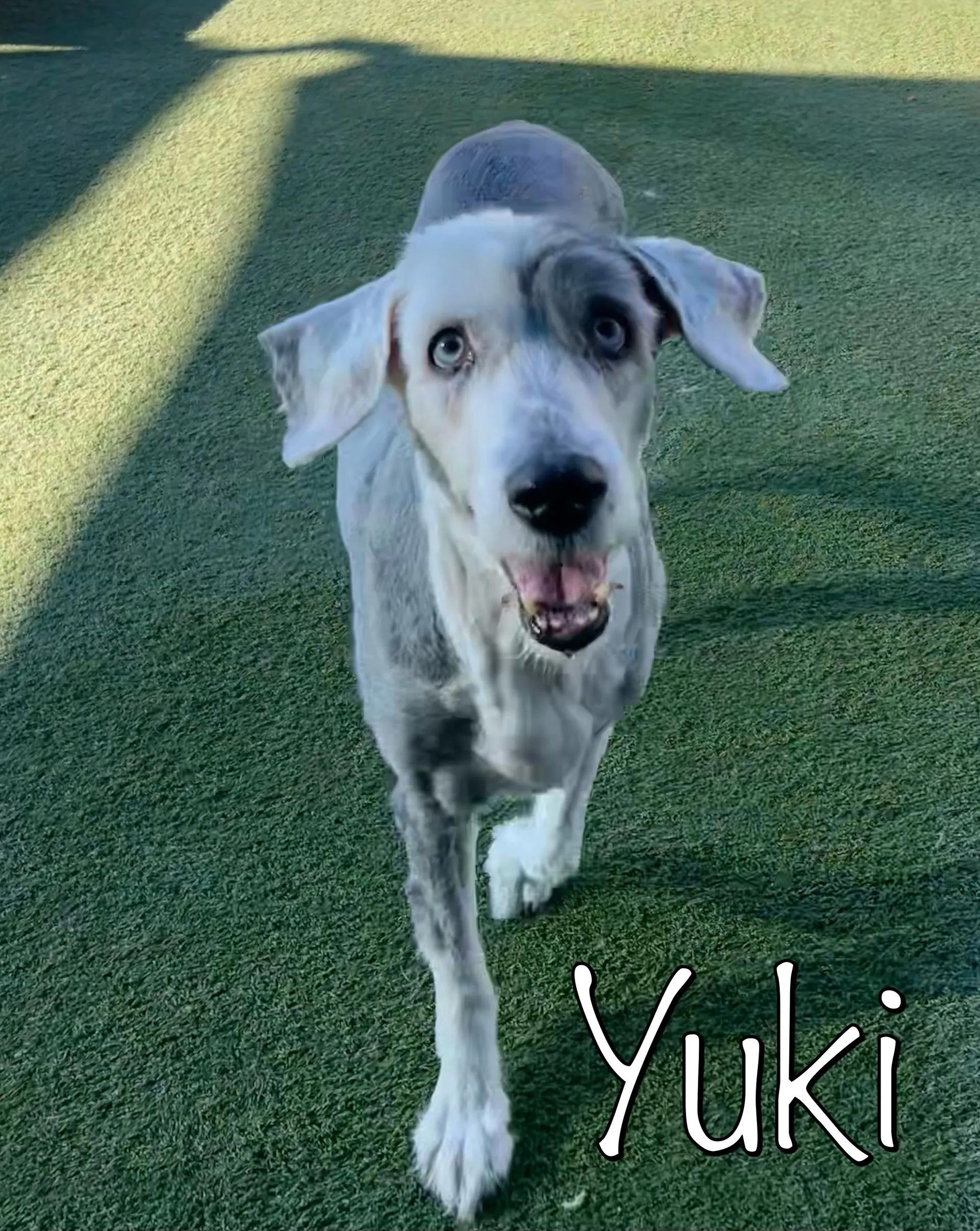 Souix & Yuki thumbnail 5