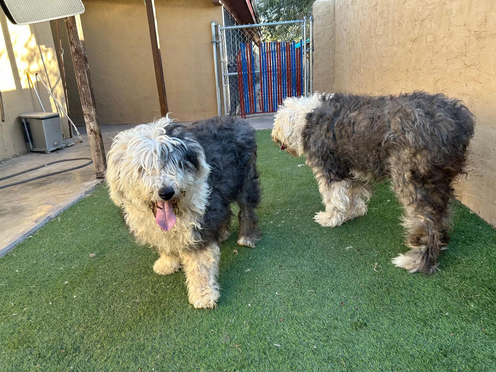 Enlarge Souix & Yuki, a ADOPTABLE Old English Sheepdog in Yukon, OK image 1/5