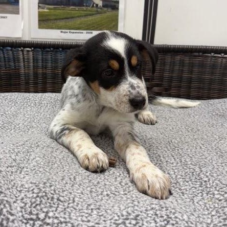 Caroline, an adopted mixed breed in Neillsville, WI image 2/3