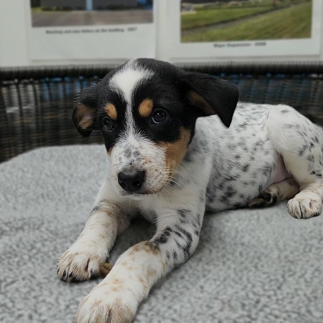 Caroline, an adopted mixed breed in Neillsville, WI image 1/3