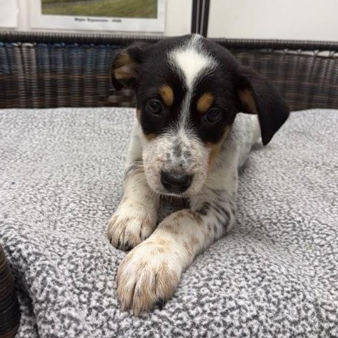 Caroline, an adopted mixed breed in Neillsville, WI image 3/3