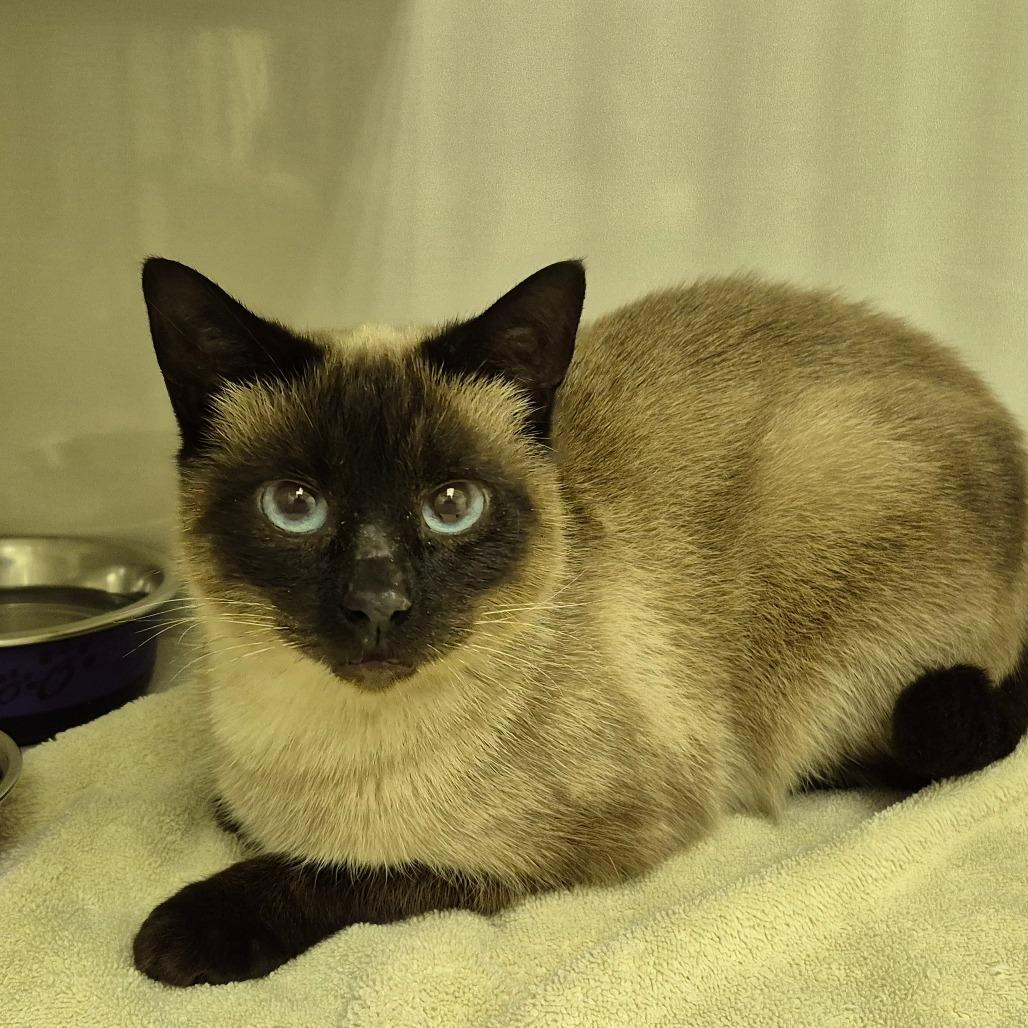 Cookie, a Adoptable mixed breed in Drumheller, AB image 1/2