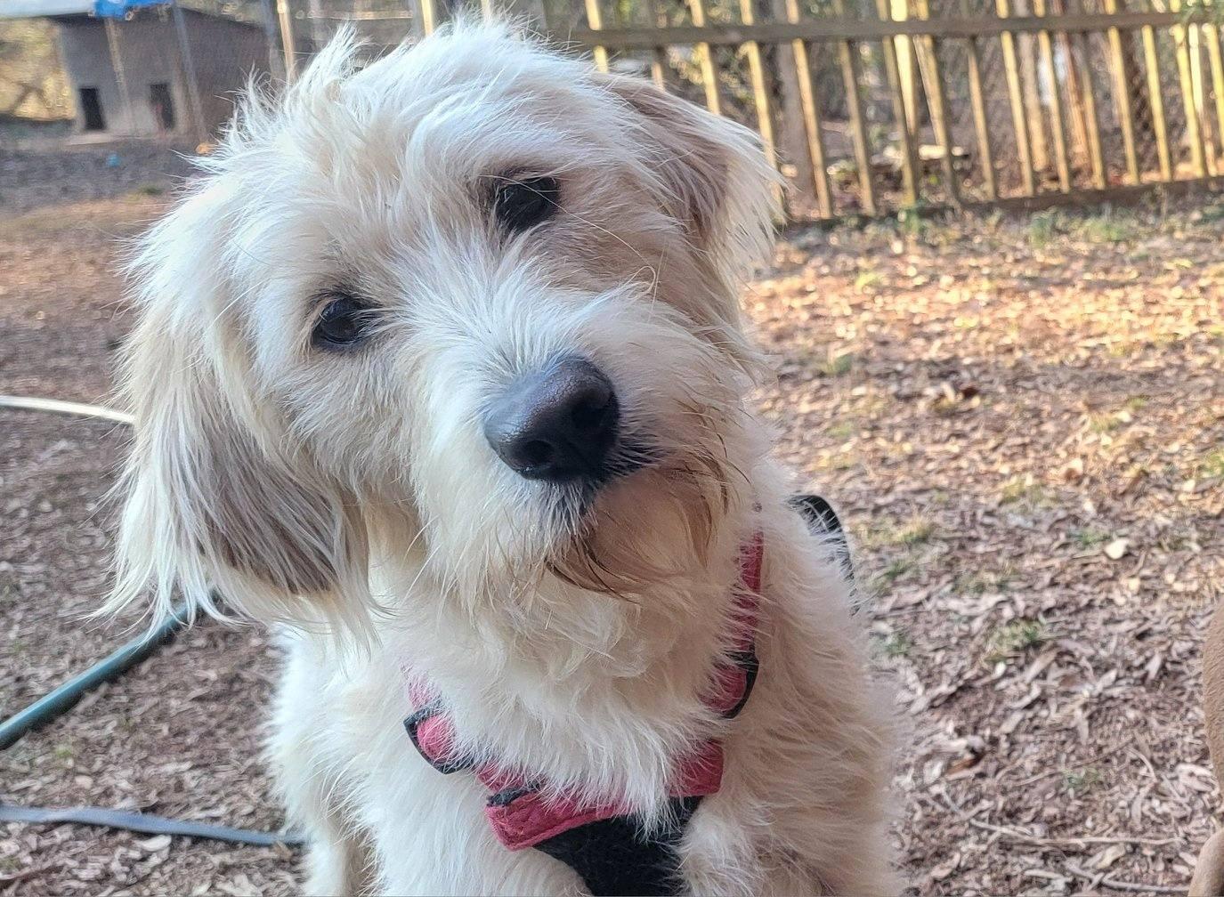 Enlarge Henrietta, a Adoptable mixed breed in Arlington, VA image 1/3