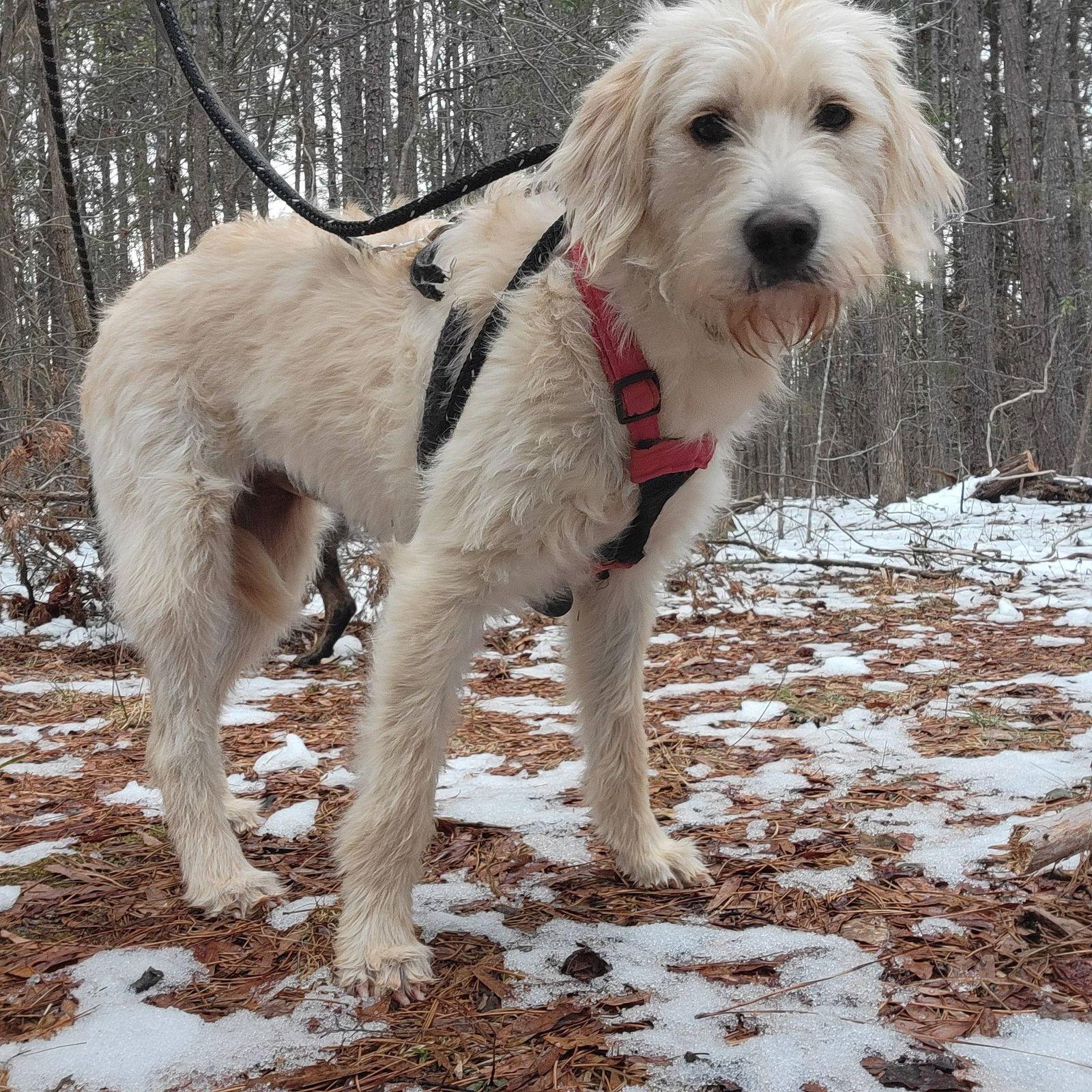 Enlarge Henrietta, a Adoptable mixed breed in Arlington, VA image 2/3