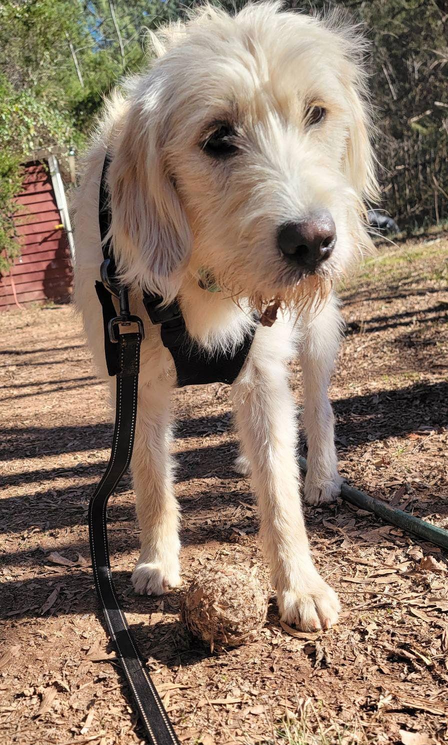 Enlarge Henrietta, a Adoptable mixed breed in Arlington, VA image 3/3