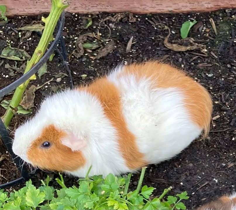 Dingwall, a Adoptable Guinea Pig in Oakley, CA image 3/5