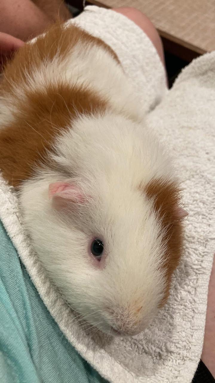 Dingwall, a Adoptable Guinea Pig in Oakley, CA image 1/5